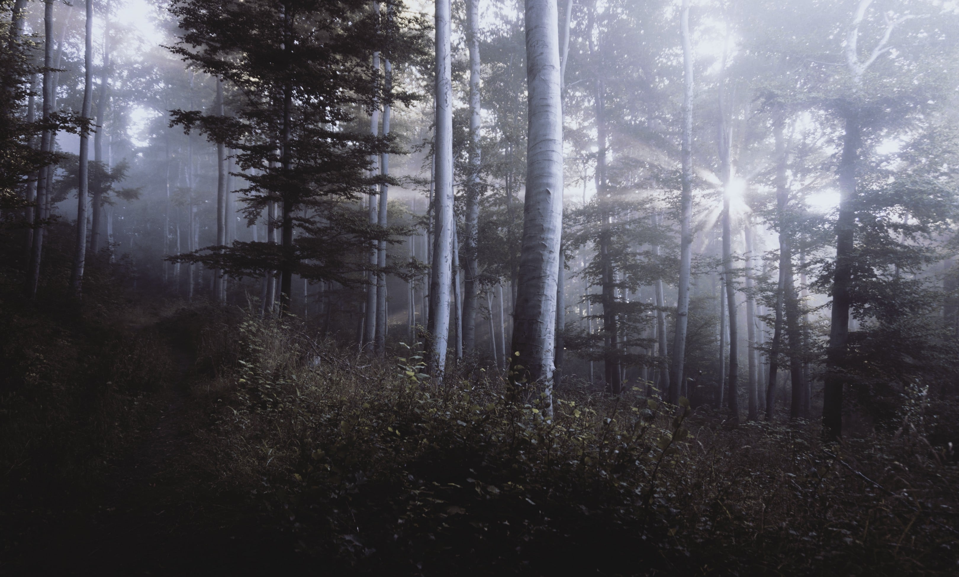 imagem de uma floresta entre uma leve névoa