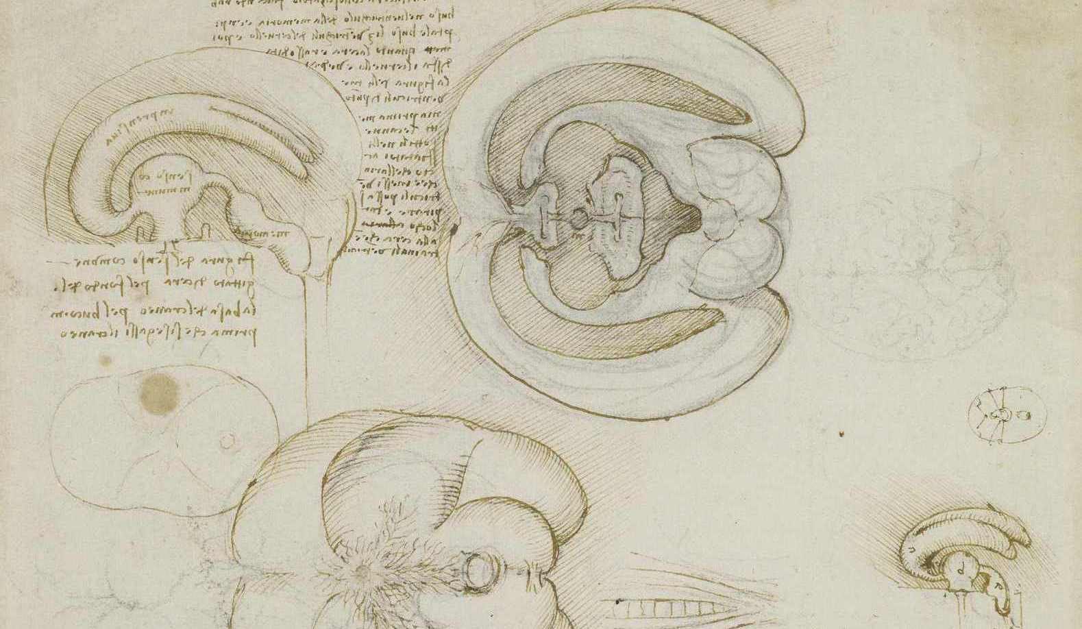 imagem das anotações de Leonardo da Vinci sobre a anatomia cerebral